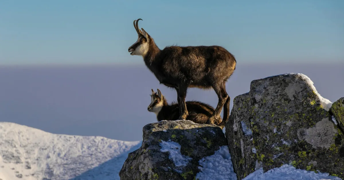 Downtown Alpine, MI, MI