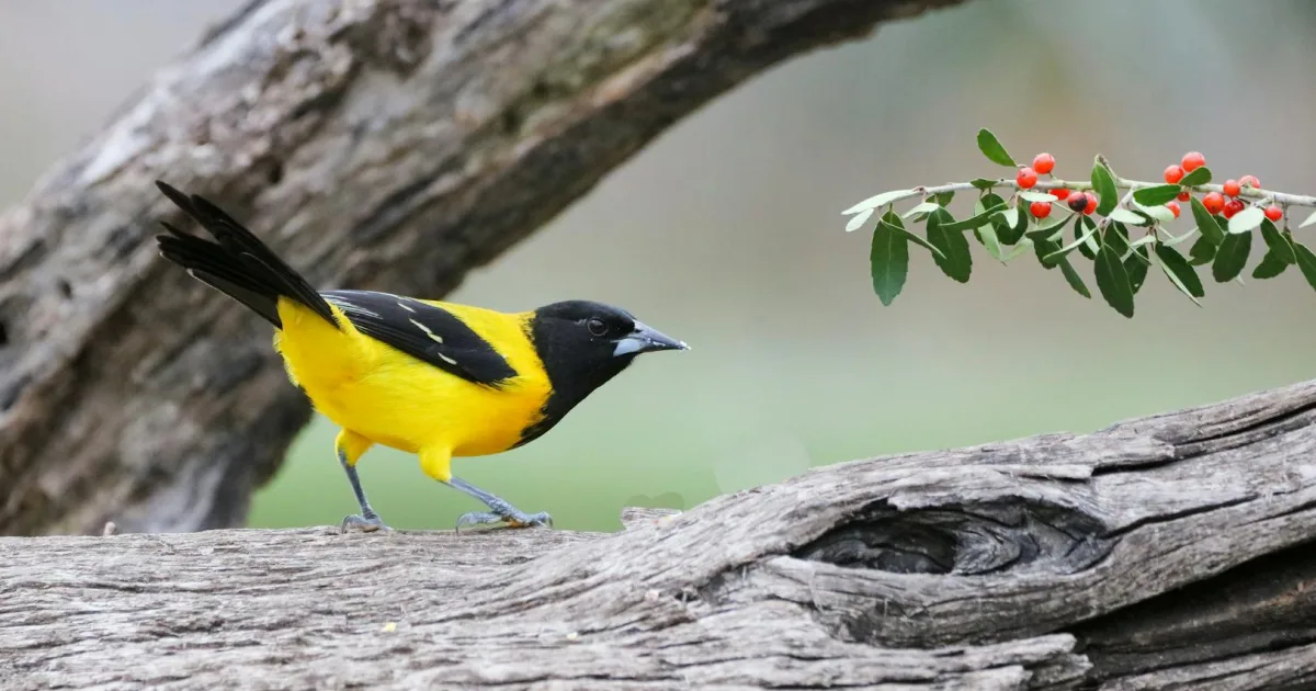 Downtown Audubon, IA, IA