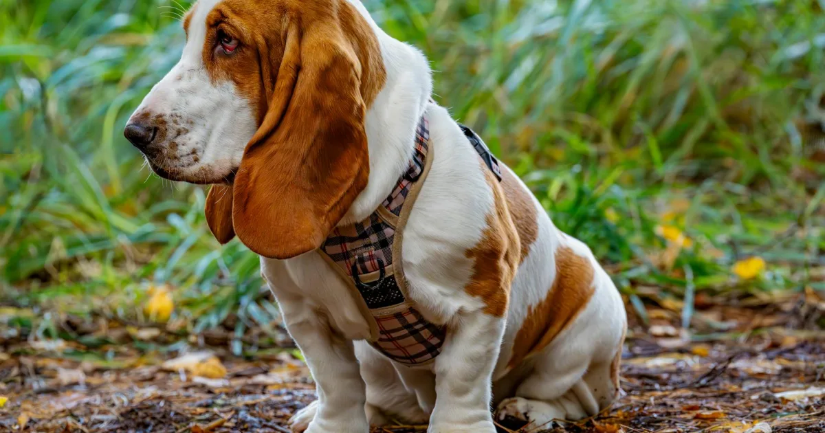 Downtown Bassett, VA, VA