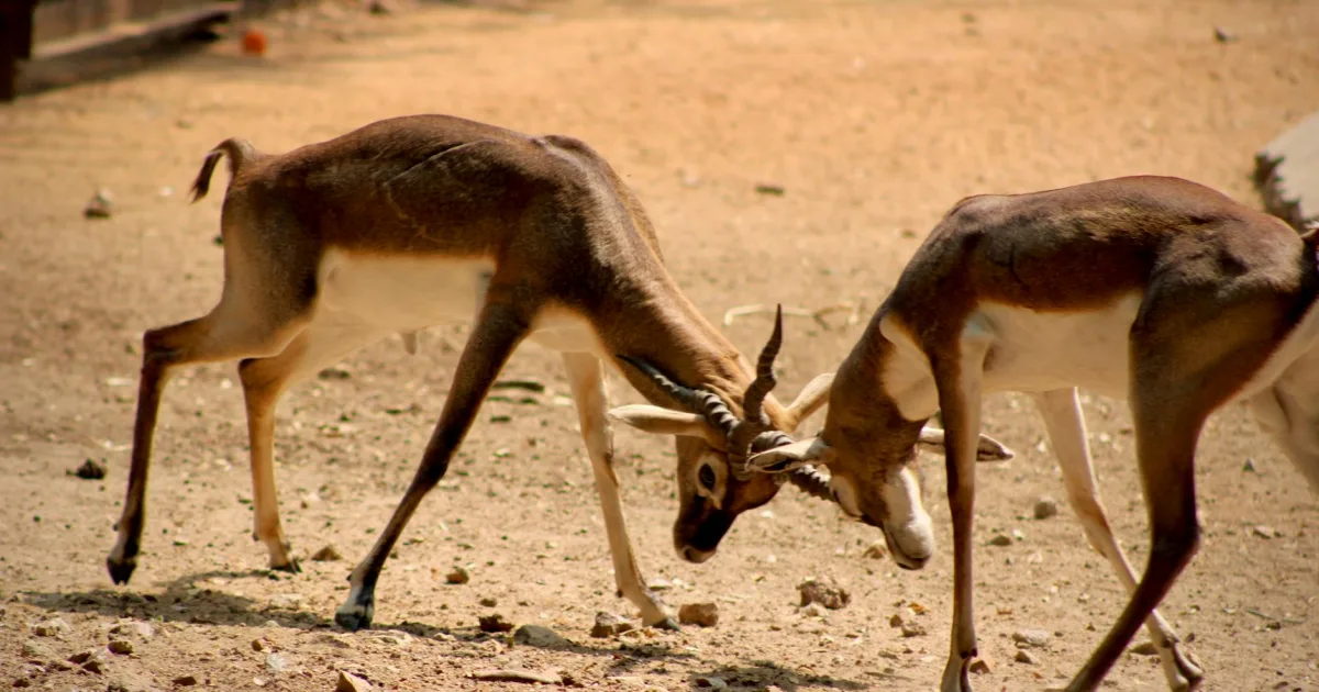 Downtown Battle Ground, WA, WA