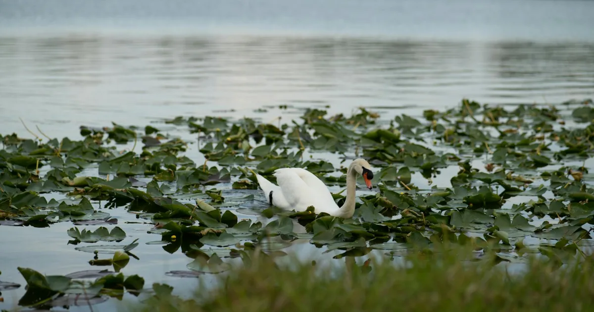 Downtown Belle Glade, FL, FL