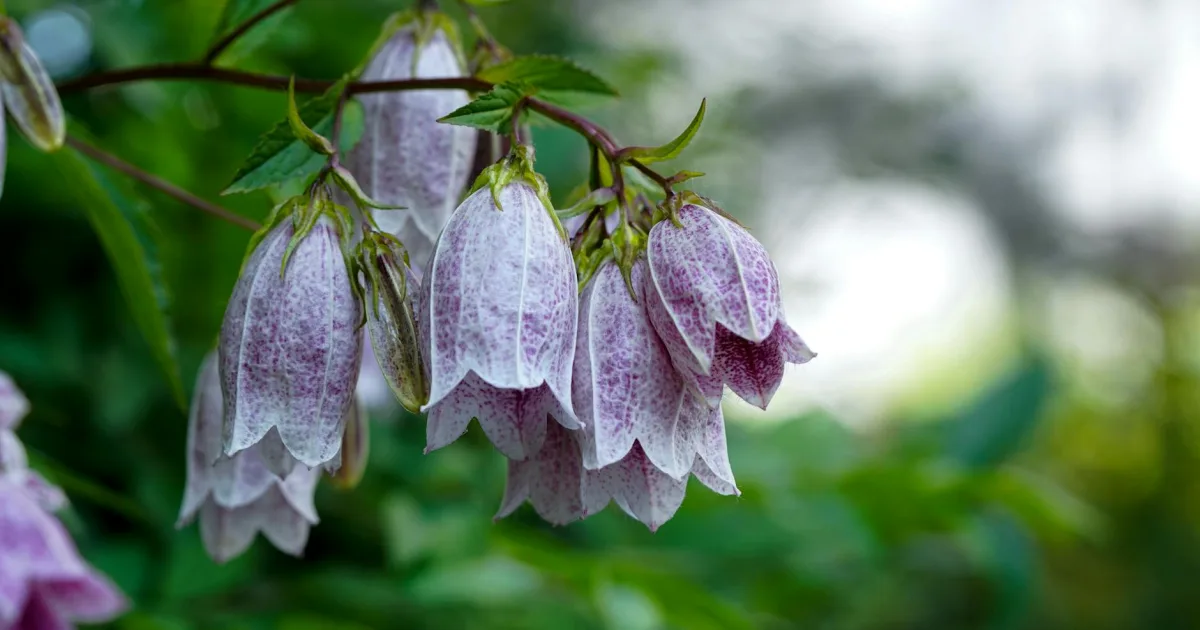 Downtown Bellflower, CA, CA