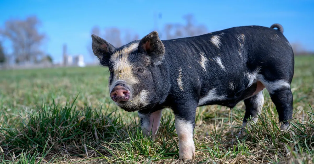 Downtown Bingham Farms, MI, MI