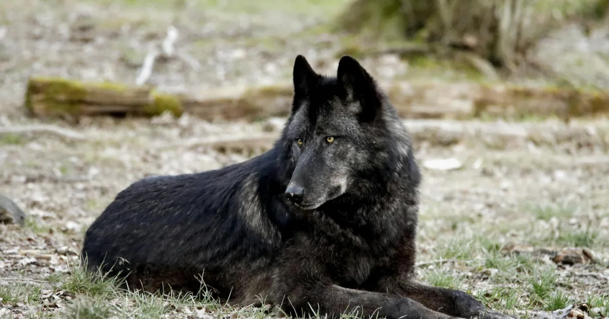 Downtown Black Wolf, WI, WI