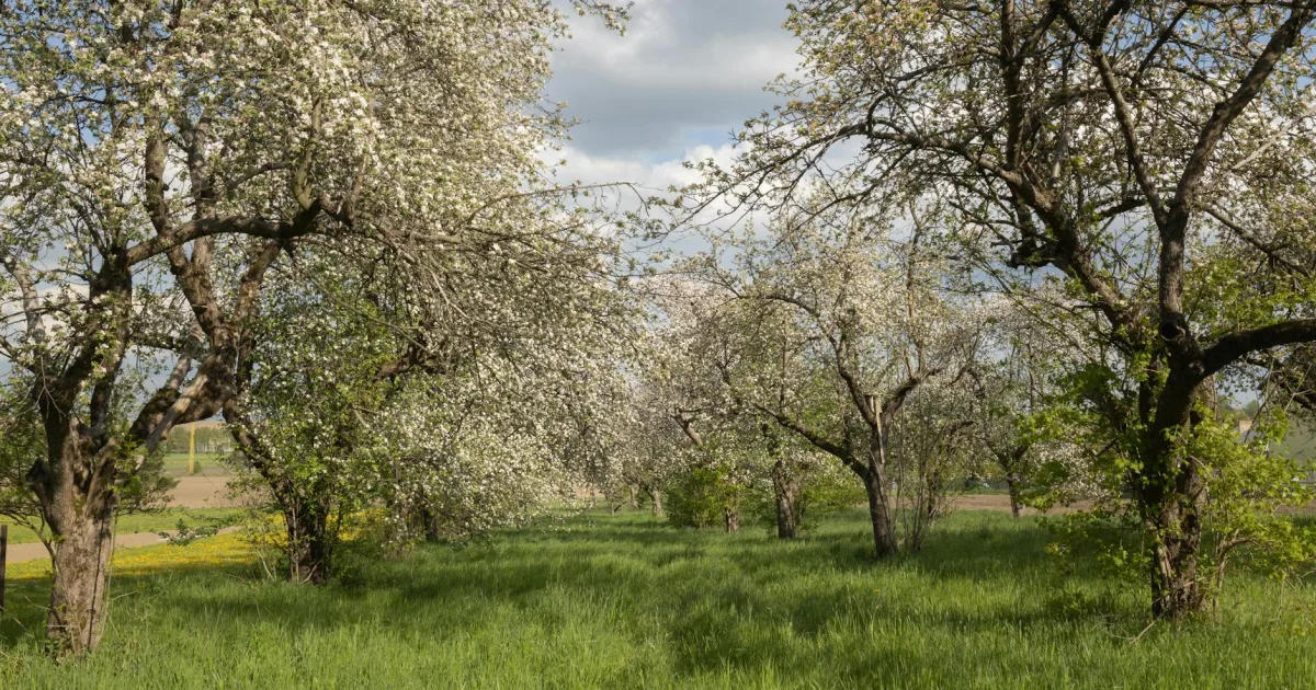 Downtown Blooming Grove, IN, IN