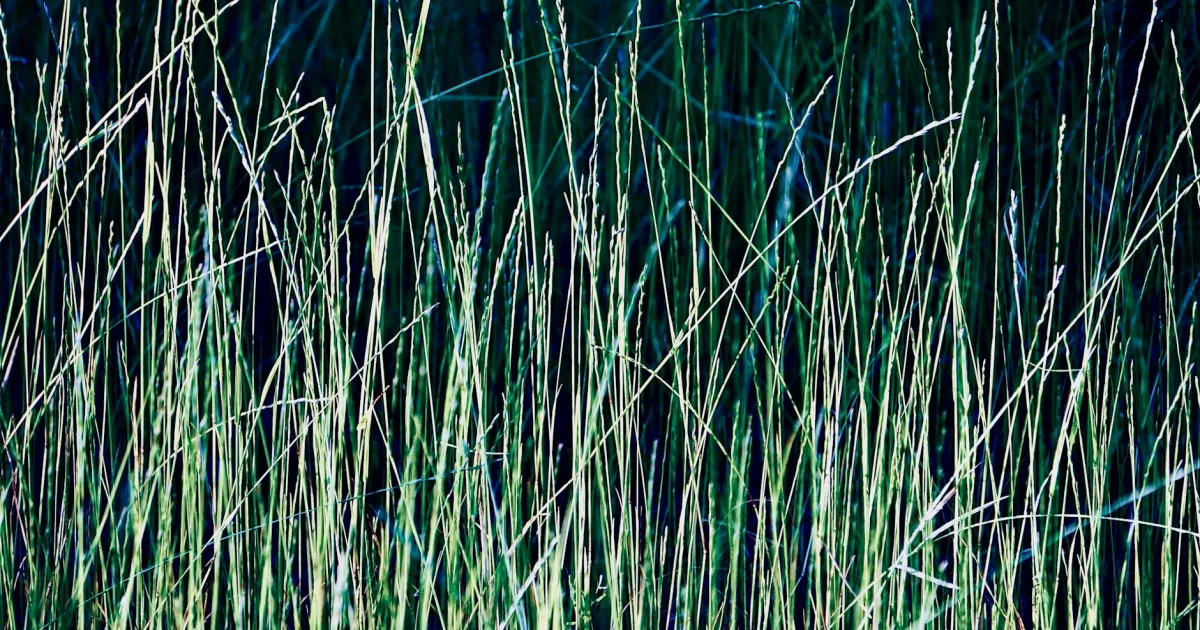 Downtown Blue Grass, IA, IA