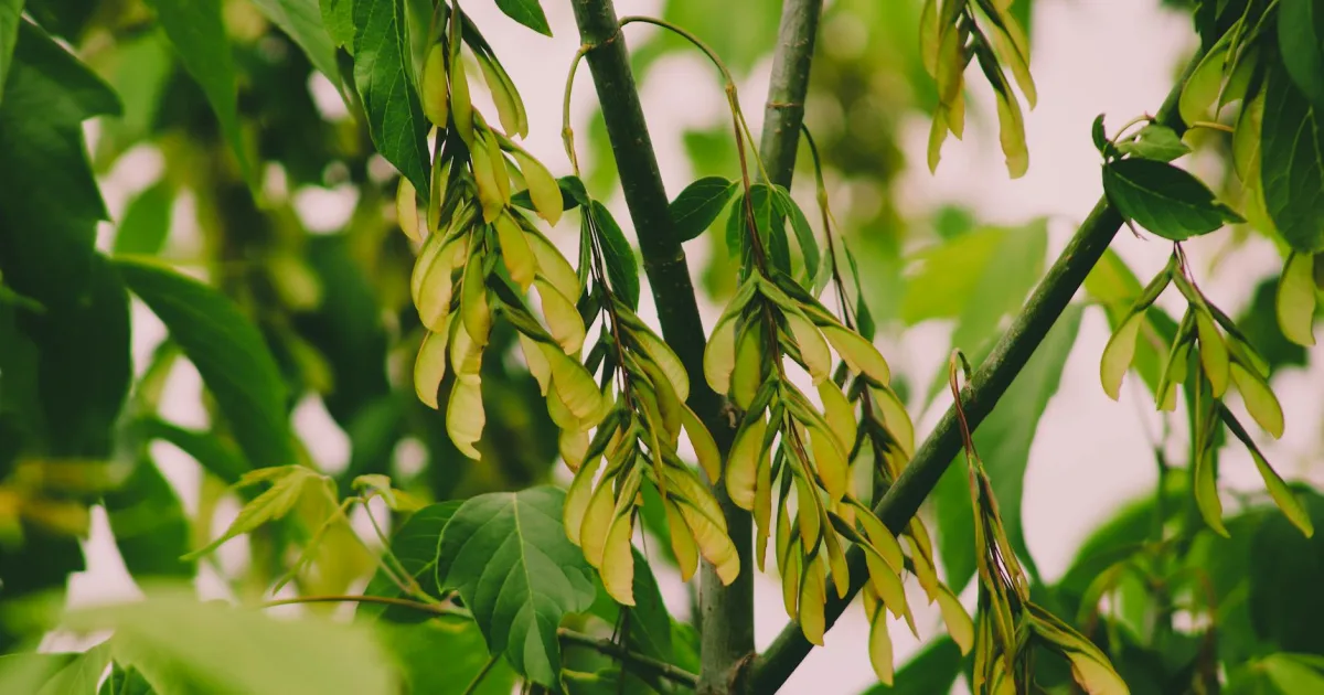 Downtown Box Elder, SD, SD