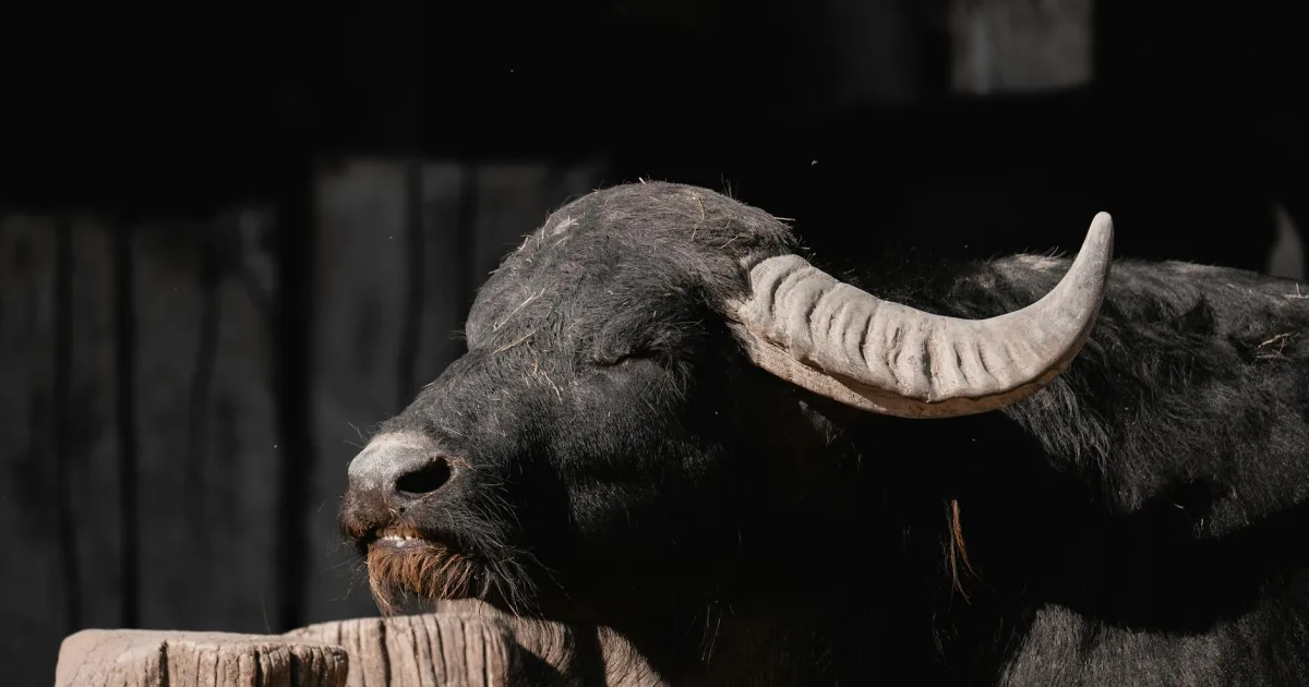 Downtown Buffalo Grove, IL, IL