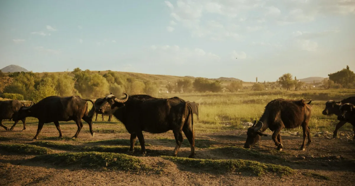 Downtown Buffalo, MO, MO