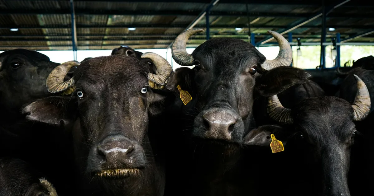 Downtown Buffalo, OK, OK