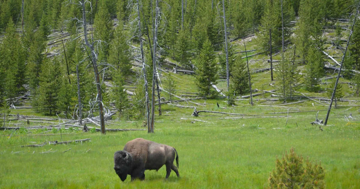 Downtown Buffalo, WY, WY