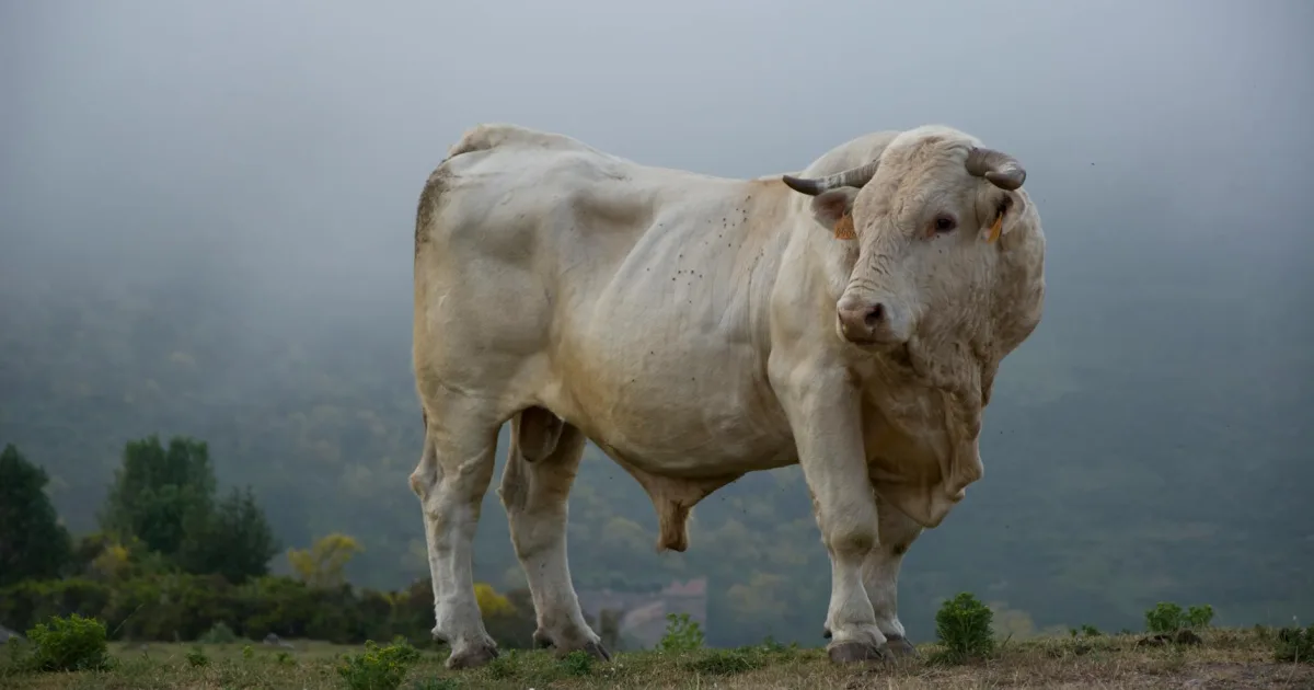 Downtown Bull Valley, IL, IL