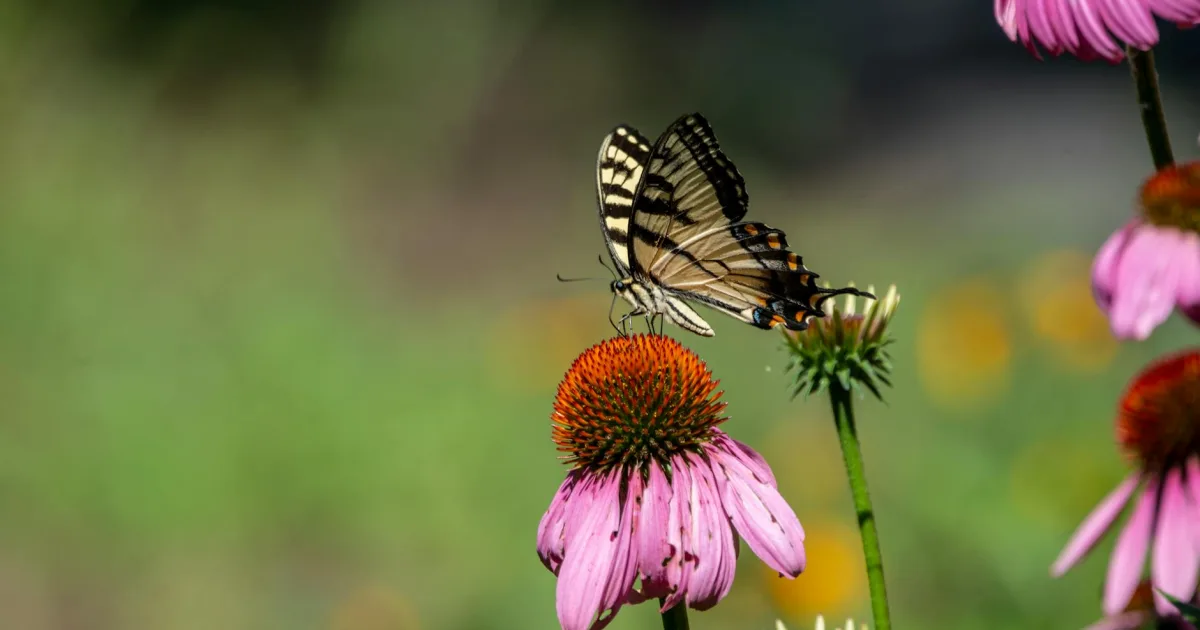 Downtown Burlington, NJ, NJ