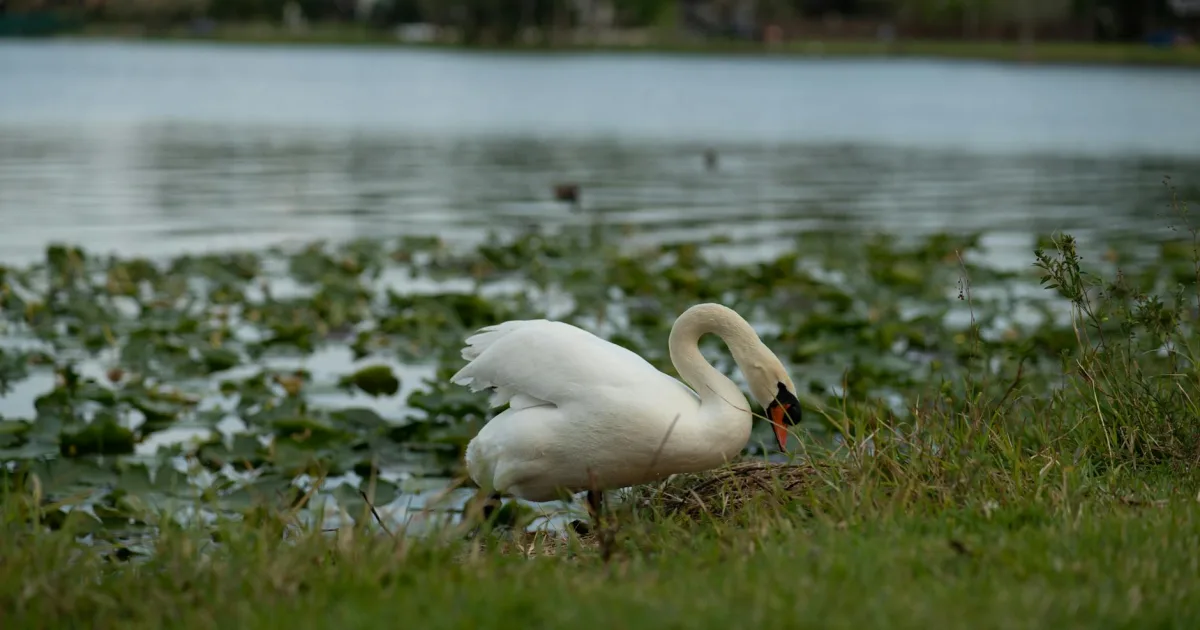 Downtown Bushnell, FL, FL