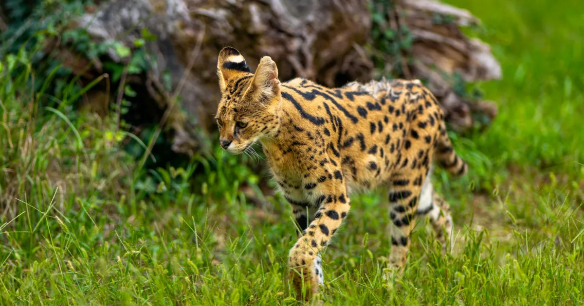 Downtown Cane Savannah, SC, SC