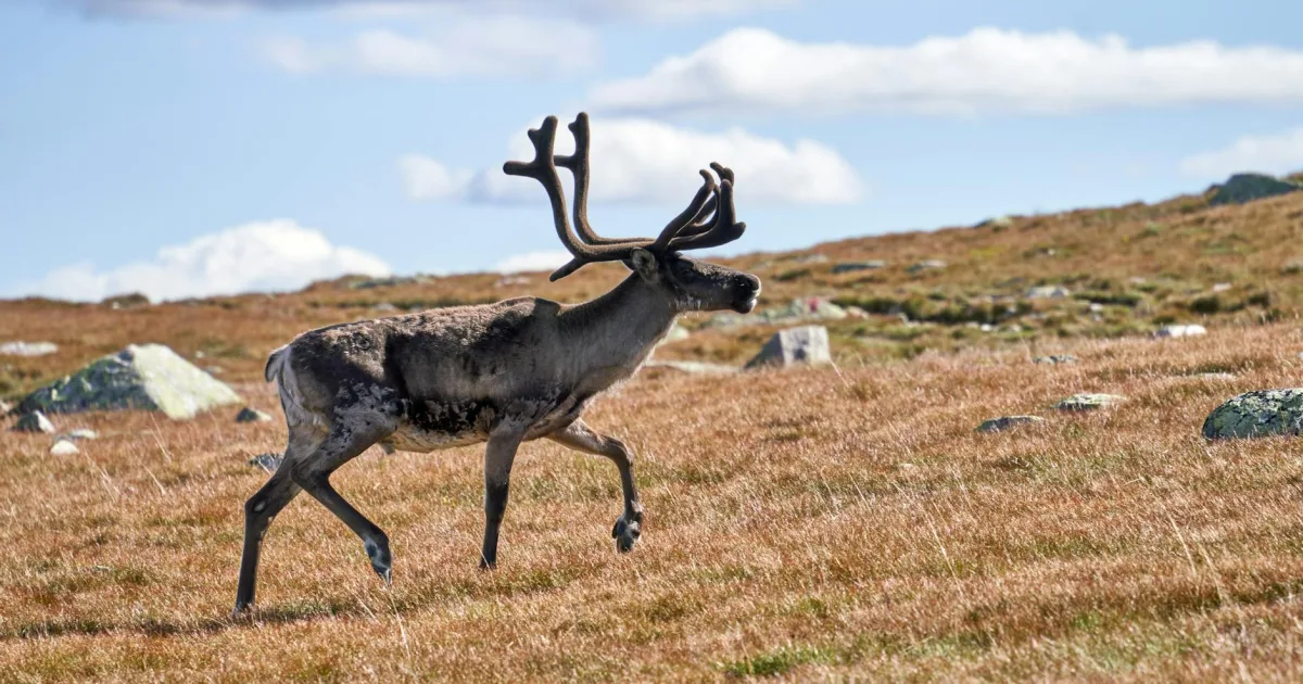 Downtown Caribou, ME, ME