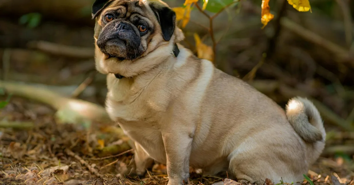 Downtown Carlinville, IL, IL
