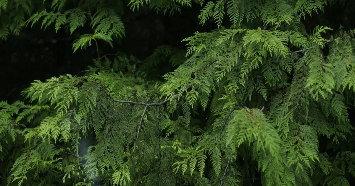 Downtown Cedar Bluff, VA, VA