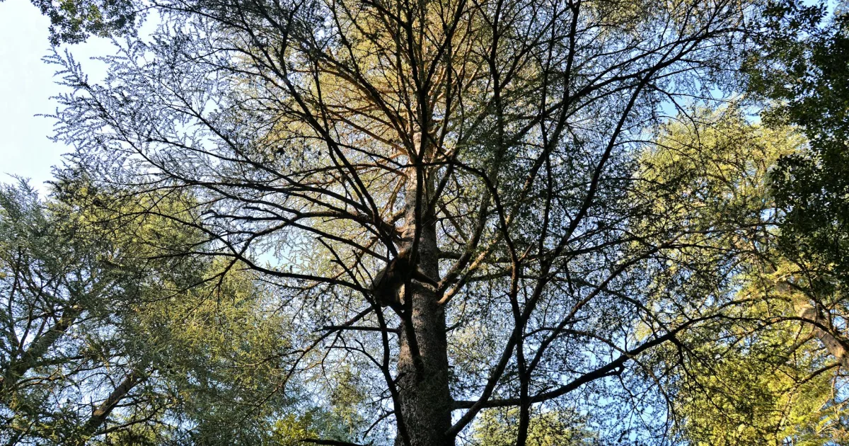 Downtown Cedar Grove, NJ, NJ