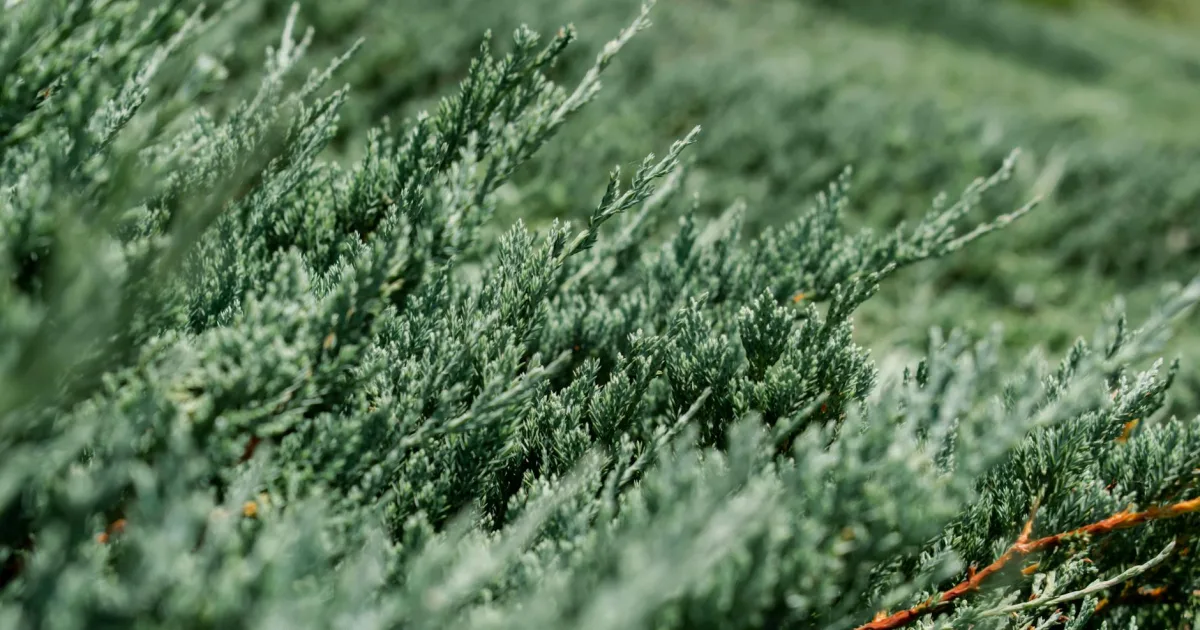 Downtown Cedar Springs, MI, MI