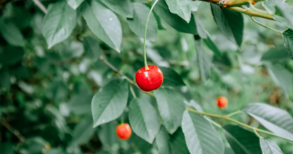 Downtown Cherry Valley, CA, CA