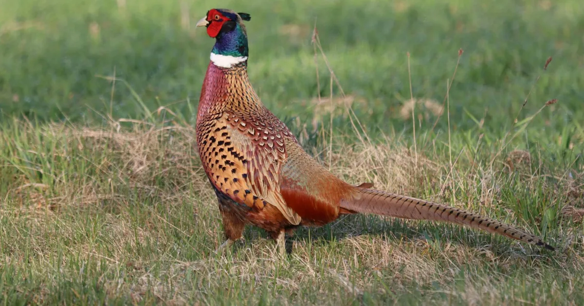 Downtown Chester, SC, SC