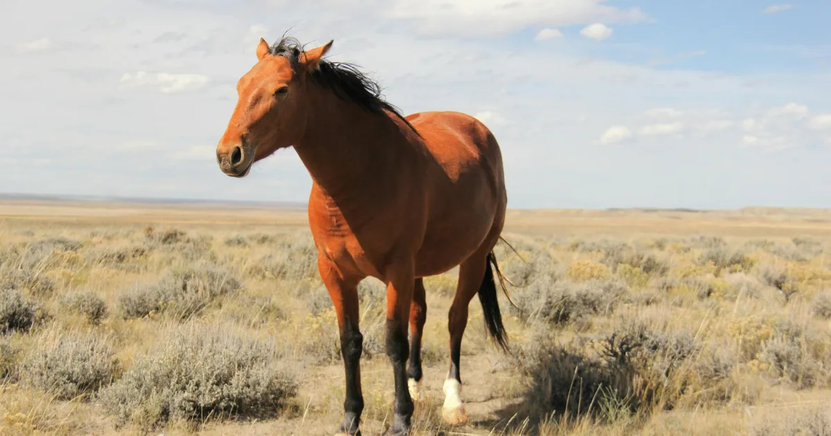 Downtown Cheyenne, WY, WY