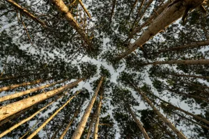 Downtown Circle Pines, MN, MN