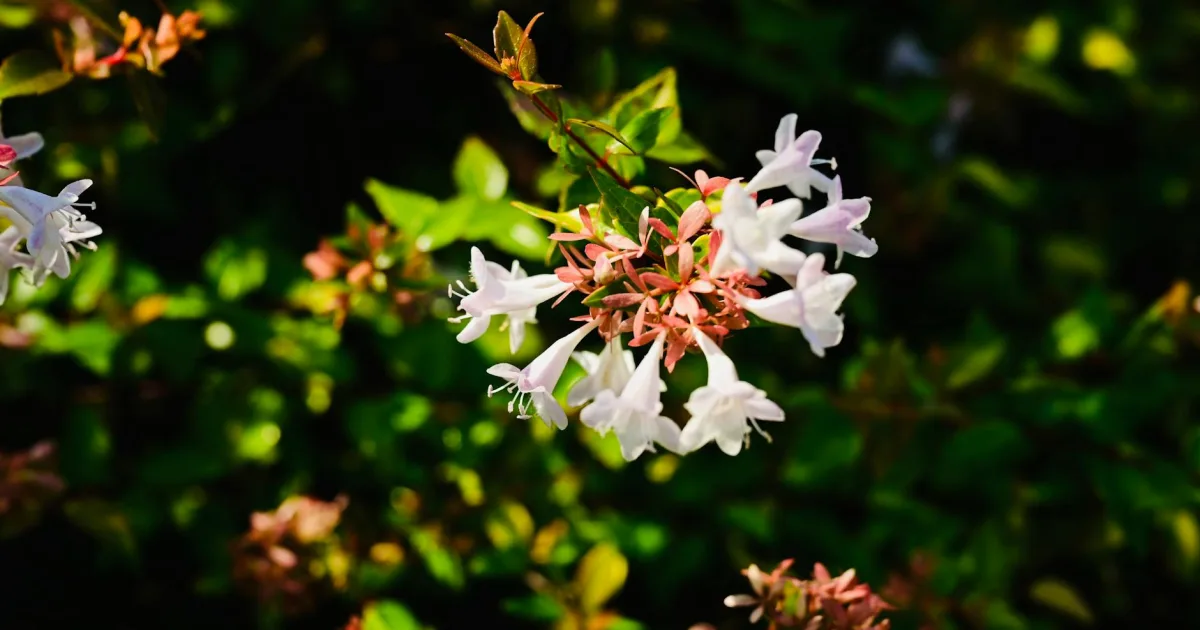 Downtown Clemmons, NC, NC