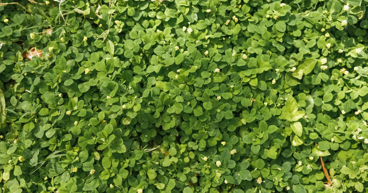 Downtown Clover, SC, SC