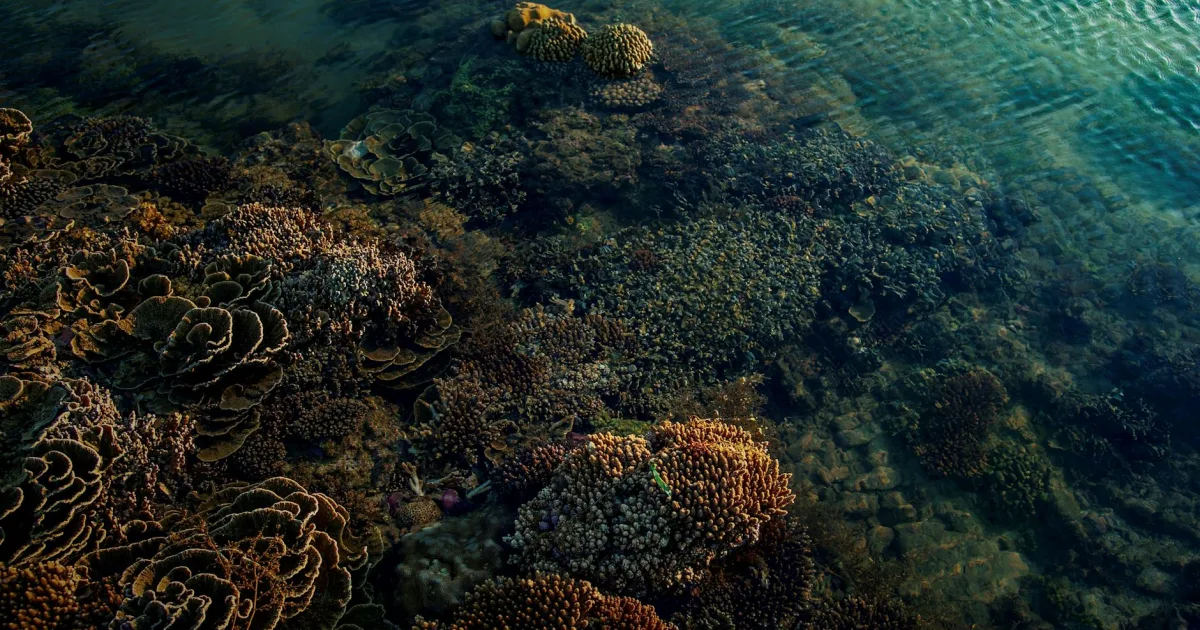 Downtown Coral Hills, MD, MD