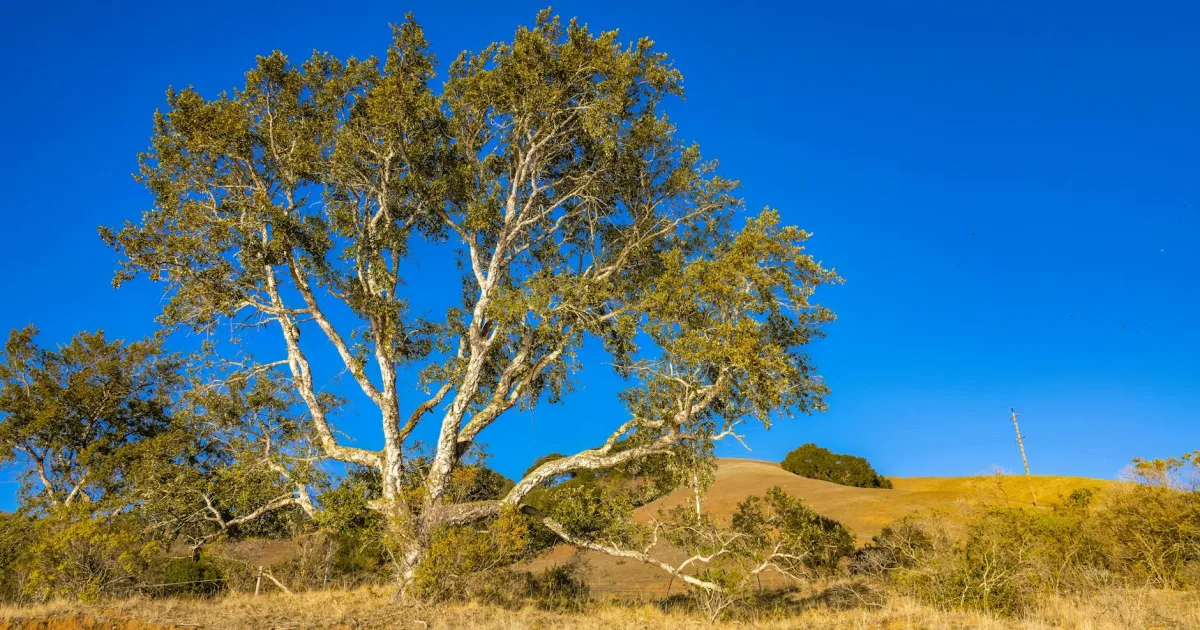 Downtown Cottonwood, CA, CA