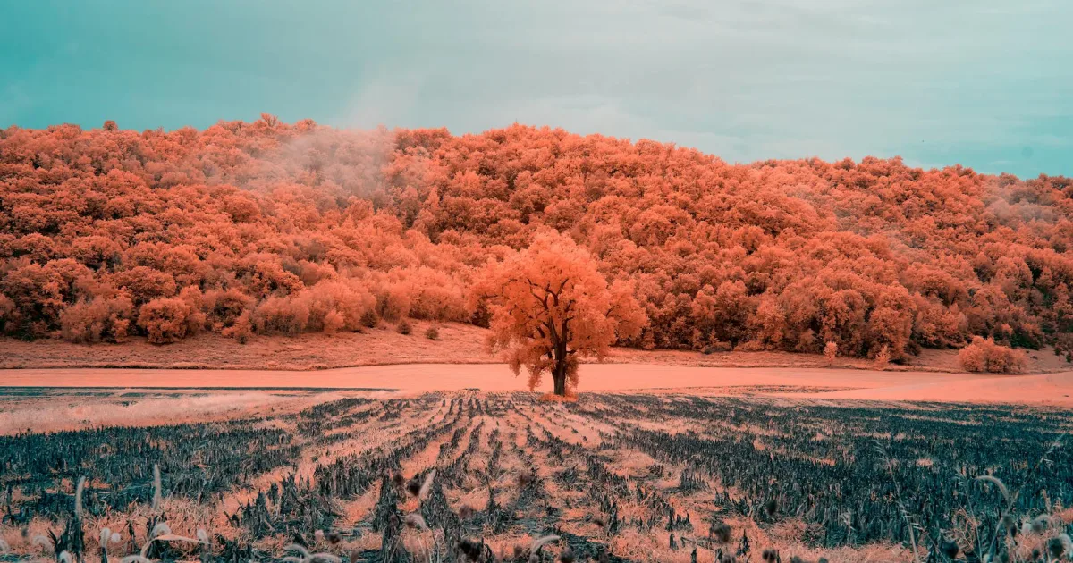 Downtown Cottonwood, MN, MN