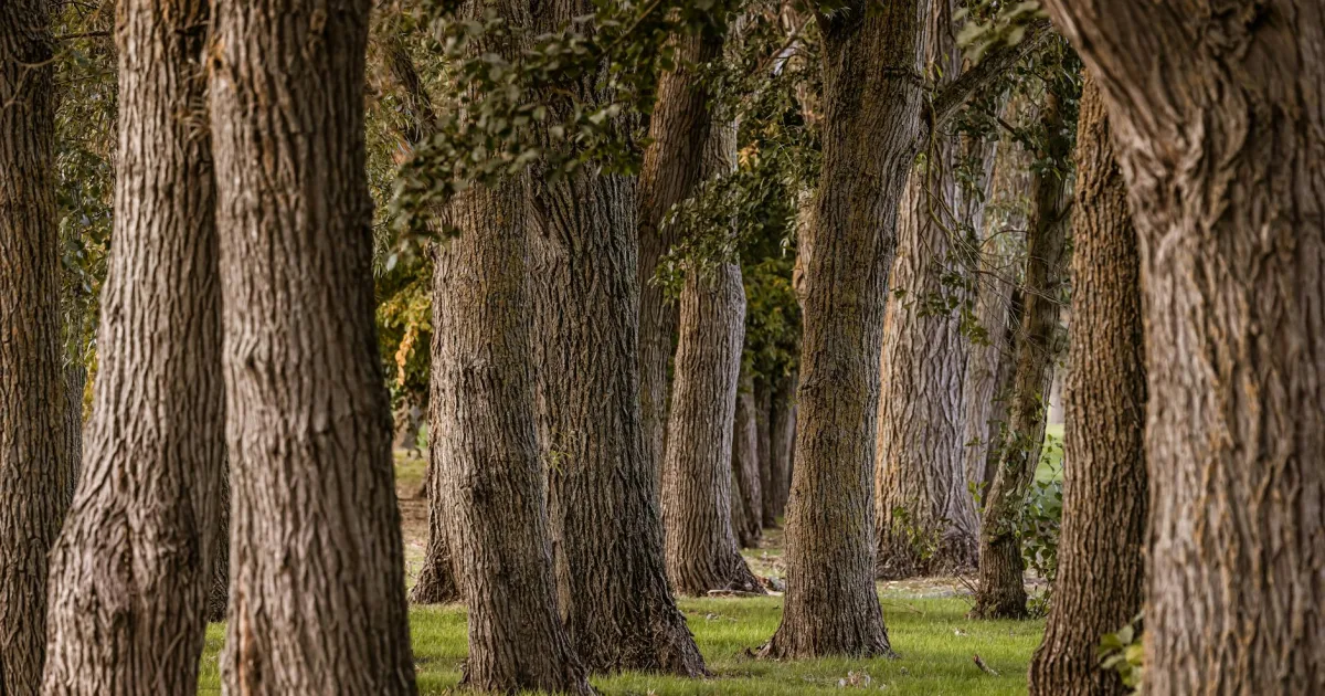 Downtown Council Grove, KS, KS