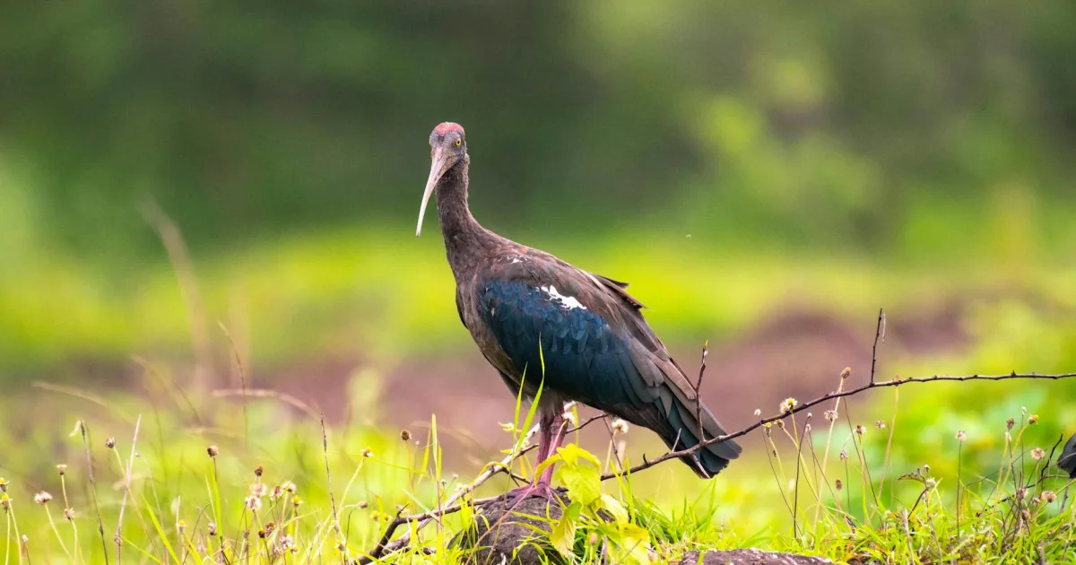 Downtown Creston, IA, IA