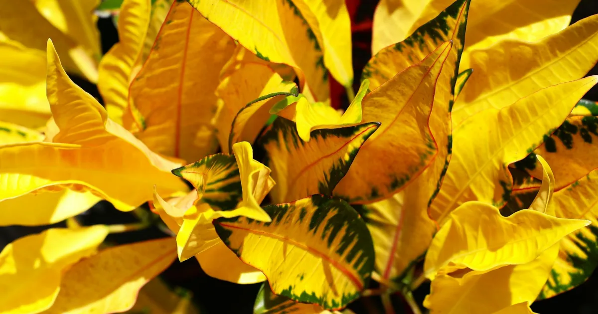 Downtown Croton, MI, MI