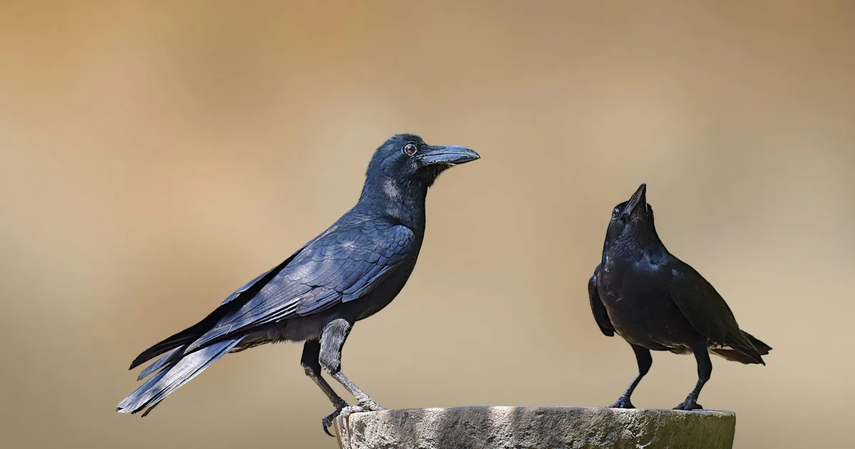 Downtown Crow Agency, MT, MT
