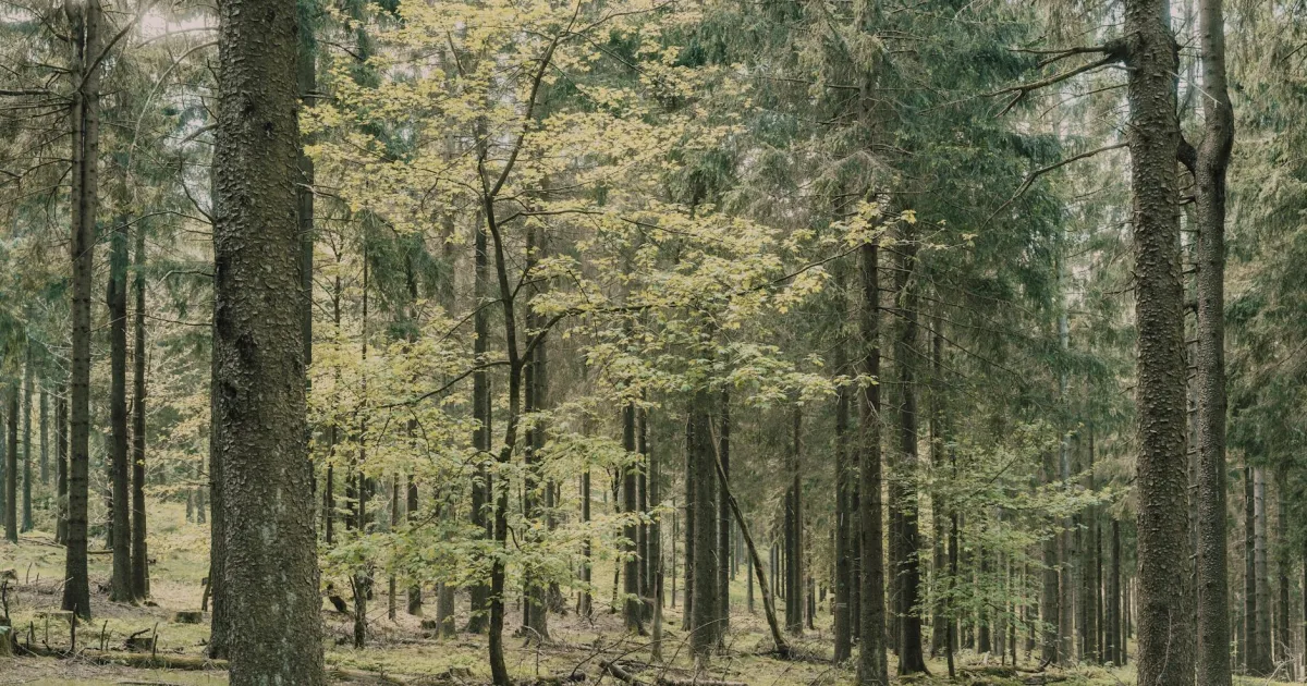 Downtown De Forest, WI, WI