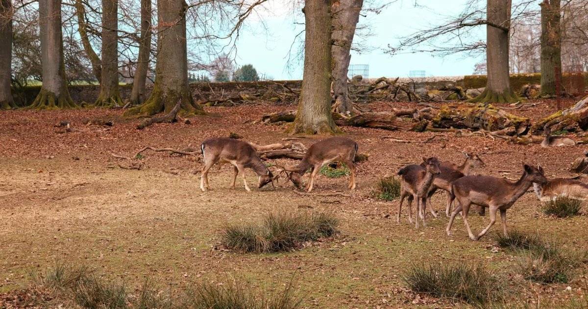 Downtown Deer Park, NY, NY