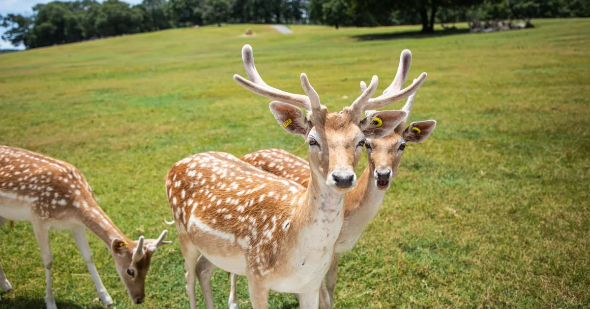 Downtown Deer Park, TX, TX