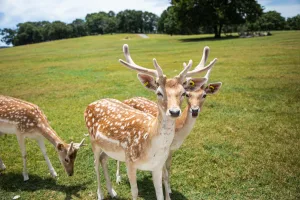 Downtown Deer Park, TX, TX