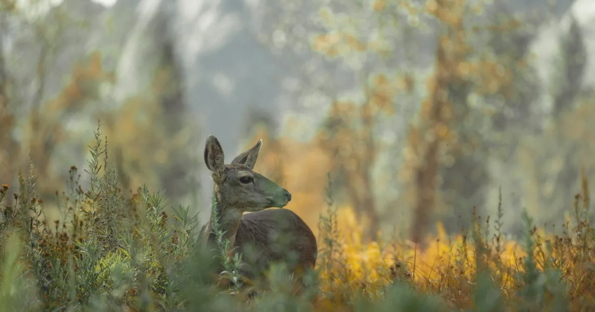 Downtown Deer Valley, AZ, AZ