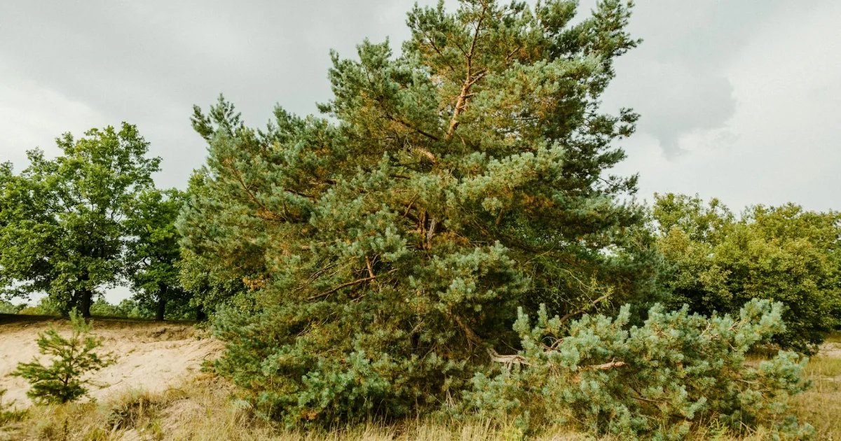 Downtown Douglas, AZ, AZ