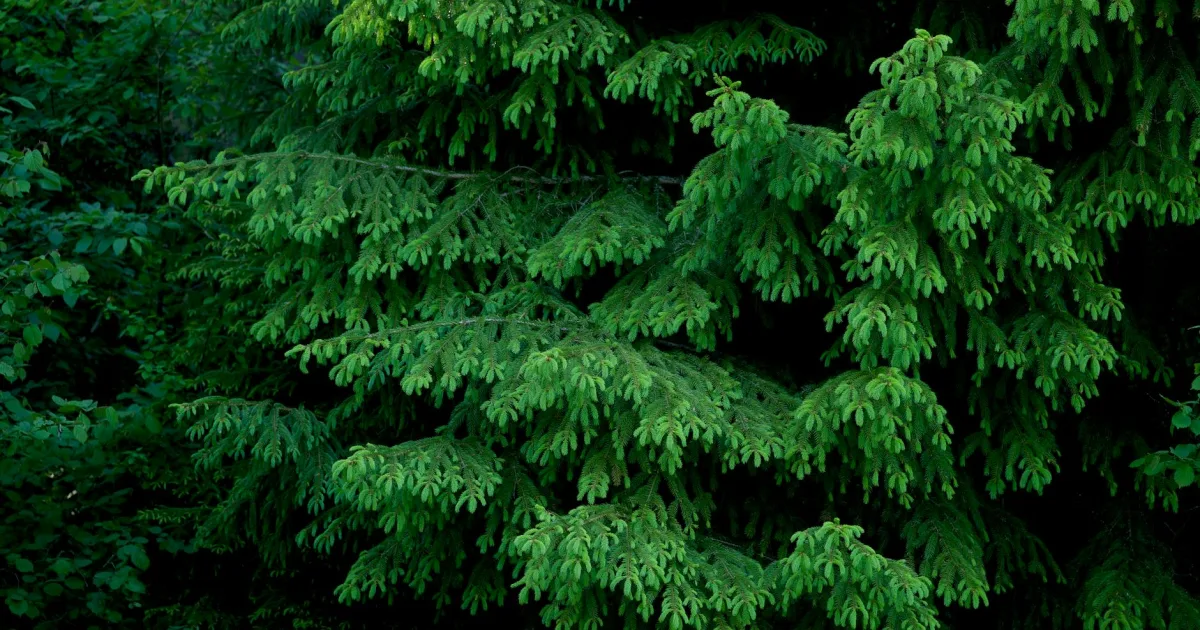 Downtown Douglas, WY, WY