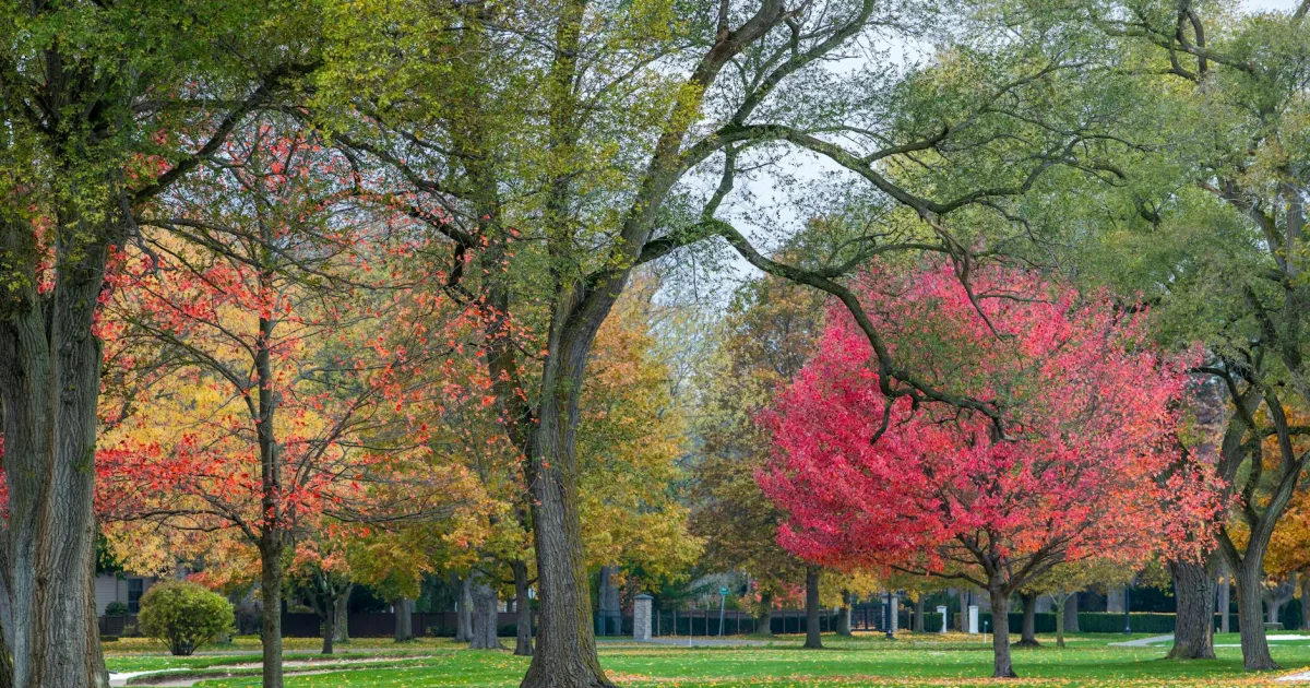 Downtown Downers Grove, IL, IL