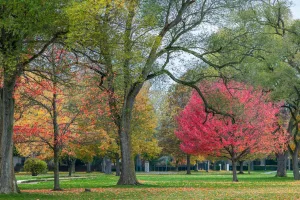Downtown Downers Grove, IL, IL