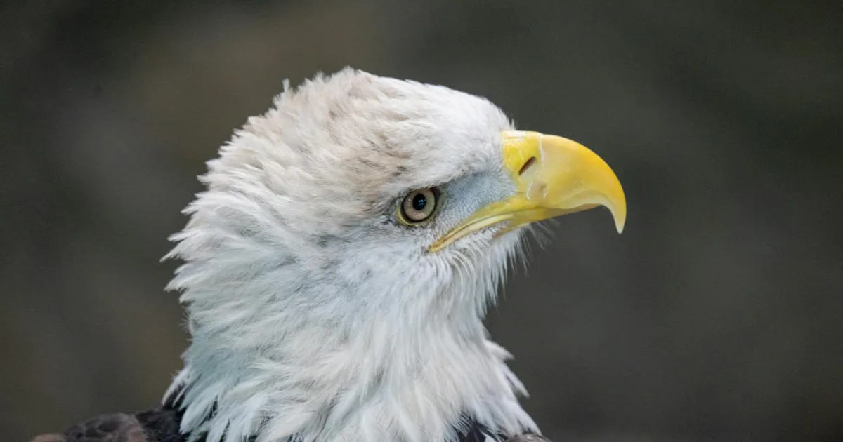 Downtown Eagle, ID, ID