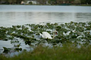 Downtown Eagle Lake, FL, FL