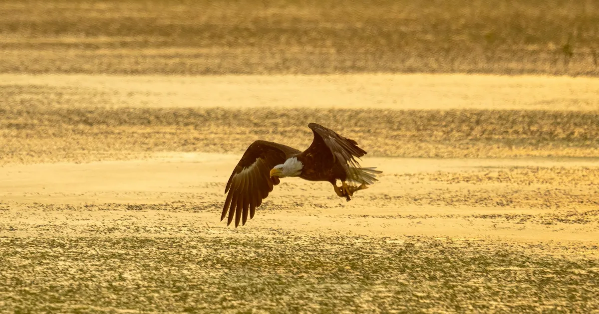 Downtown Eagle Lake, TX, TX