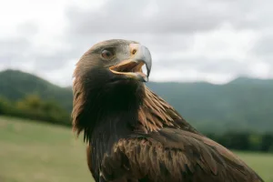 Downtown Eagle Mountain, UT, UT